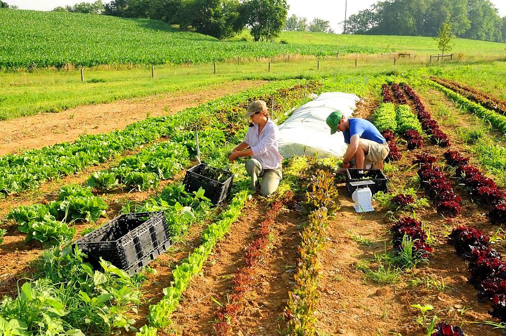 Top 5 beneficii ale agriculturii bio pentru consumatori și mediu